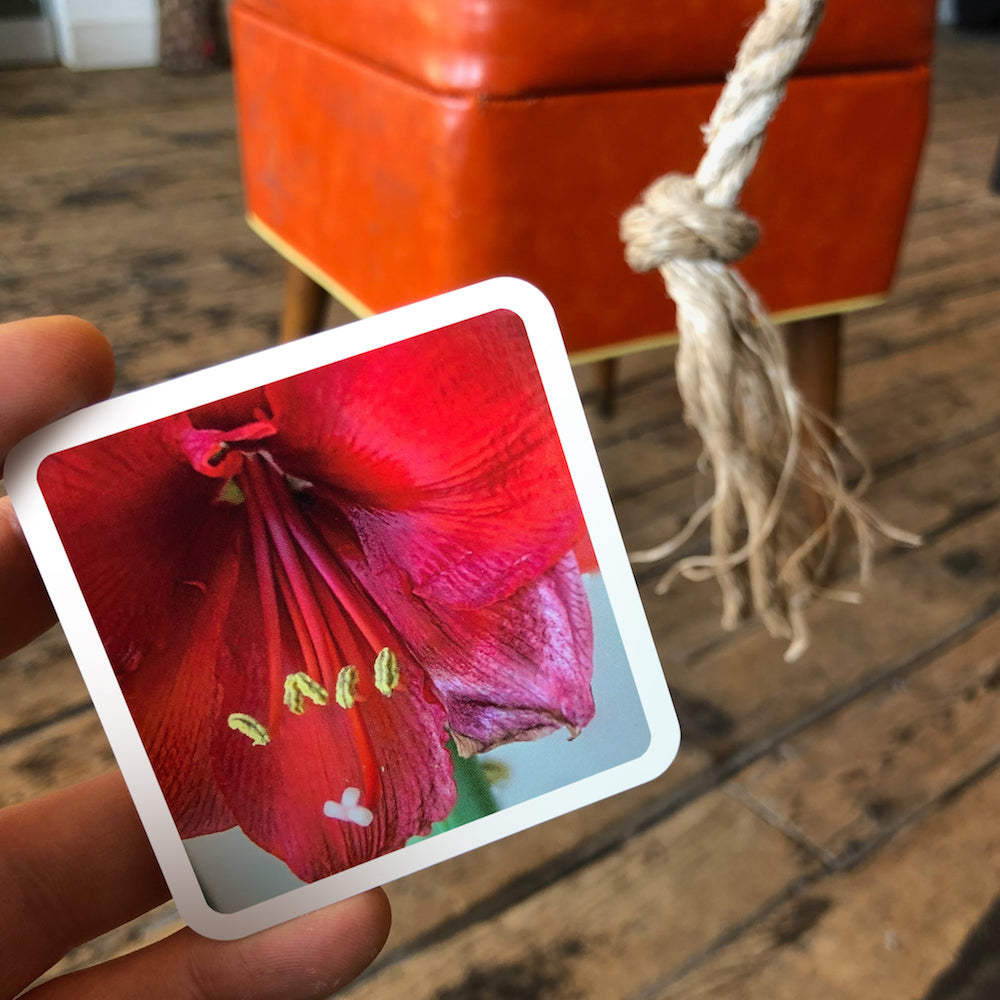 OuiSi photo card with a picture of a red flower that matches the color of an ottoman in the background.