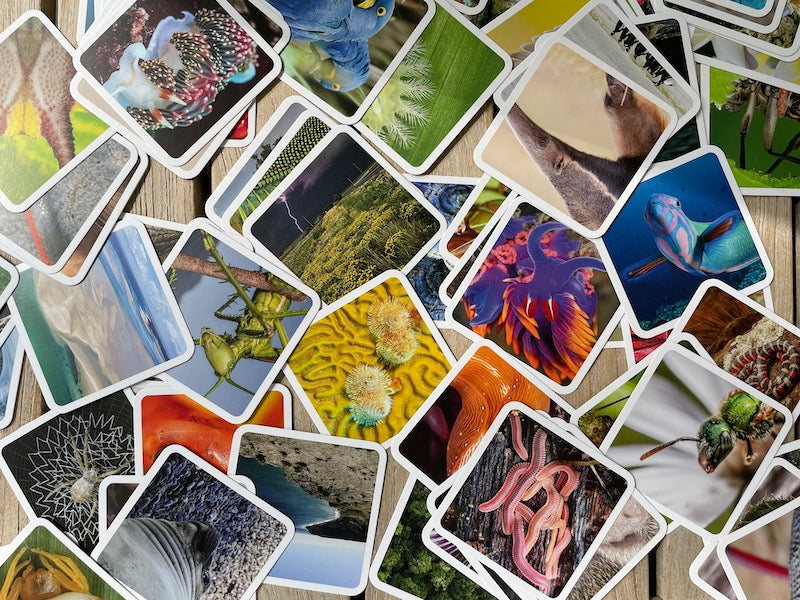 A colorful array of OuiSi Nature photo cards.